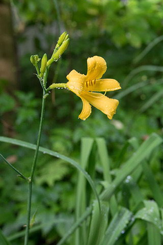 20160704yusuge_rojiB03_0617.jpg