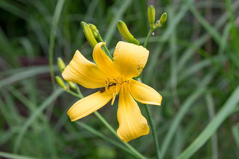 20160704yusuge_rojiB05_1516.jpg