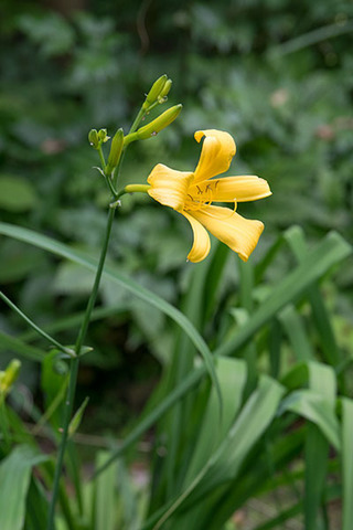 20160704yusuge_rojiB06_1555.jpg