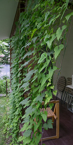20160706midori01.jpg
