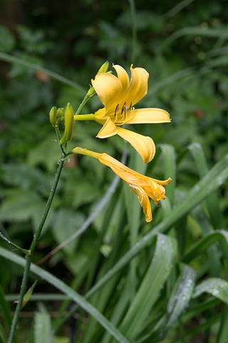 20160706yusuge_rojiB01_0705_0705kaika.jpg