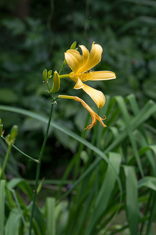 20160706yusuge_rojiB03_1627_0705kaika.jpg