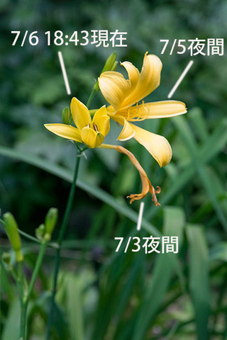 20160706yusuge_rojiB05_1843.jpg