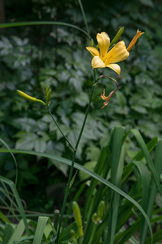 20160707yusuge_rojiB02_1645-0706kaika.jpg