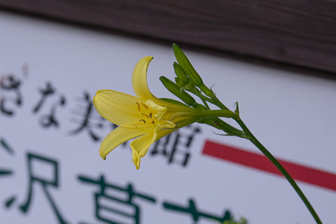 20160707yusuge_rojiC03_1745.jpg
