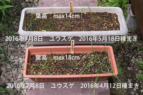 20160708yusuge_1y_planter_01_20160412_0518.jpg