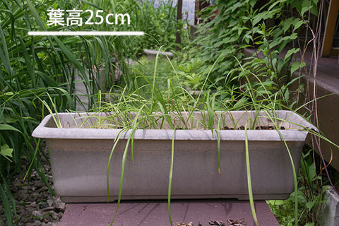20160708yusuge_2y_planter_01_20150414.jpg