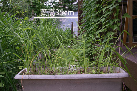 20160708yusuge_3y_planter_01_20140411.jpg