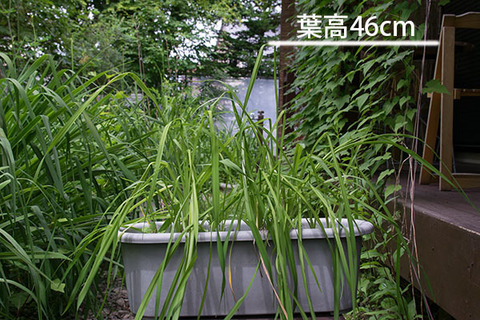 20160708yusuge_8y_planter_A01.jpg