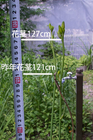 20160708yusuge_8y_planter_B02.jpg