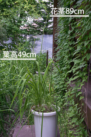 20160708yusuge_pot_7y_A04.jpg