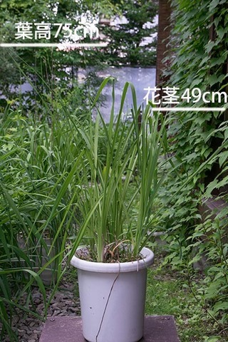 20160708yusuge_pot_7y_B01.jpg