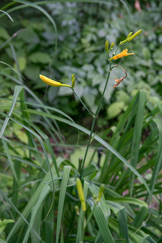 20160708yusuge_rojiB01_1641.jpg