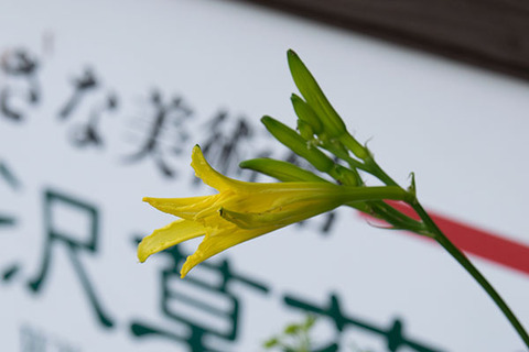 20160708yusuge_rojiC01_0615-0707kaika.jpg