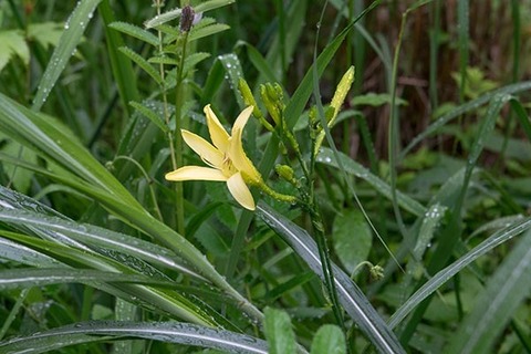 20160709yusuge_roji01_1732.jpg