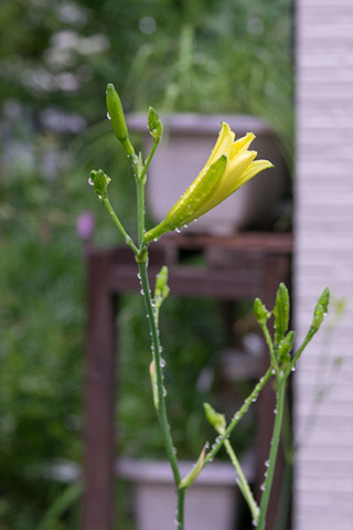 20160709yusuge_roji02_1732.jpg