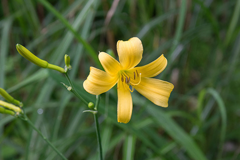 20160710yusuge_rojiB01_0616_0709kaika.jpg