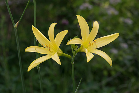 20160711yusuge_roji01_1643.jpg