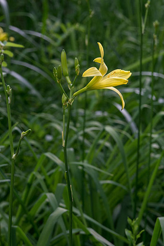 20160711yusuge_roji02_1644.jpg