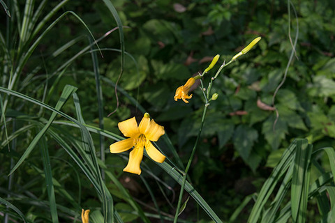 20160712yusuge_roji01_0658-0711kaika.jpg