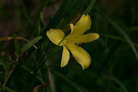 20160712yusuge_roji01_1931.jpg
