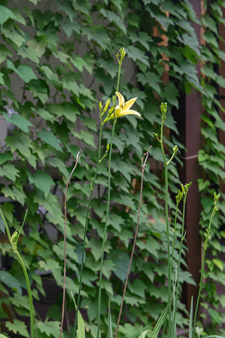 20160713yusuge_roji01_1625.jpg