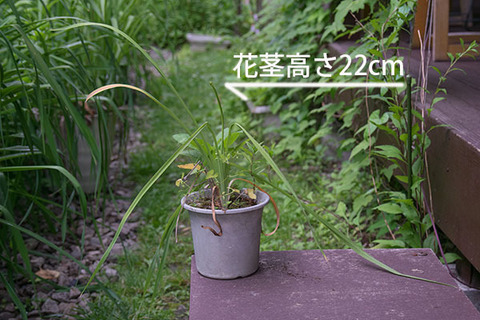 20160714yusuge_pot01.jpg