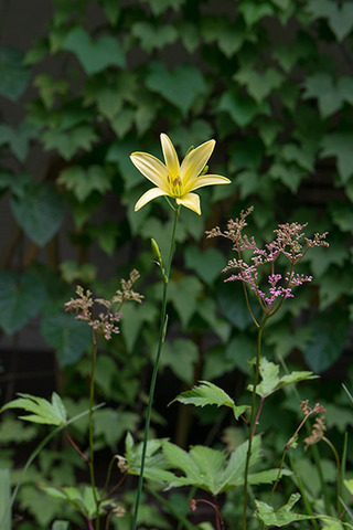 20160714yusuge_roji01_1546.jpg