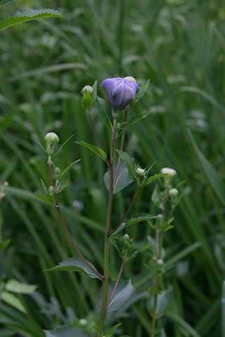 20160715kikyo01.jpg