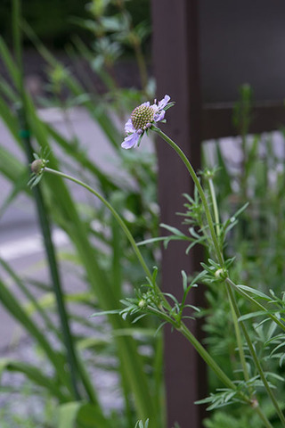20160715matsumushiso01.jpg
