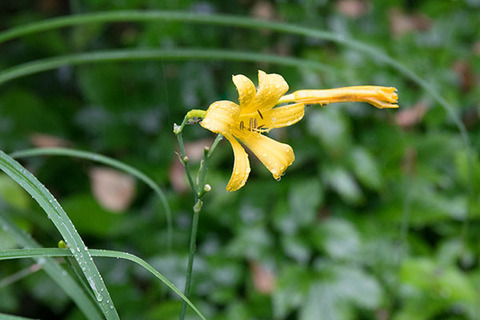 20160715yusuge_roji01_0647-0714kaika.jpg