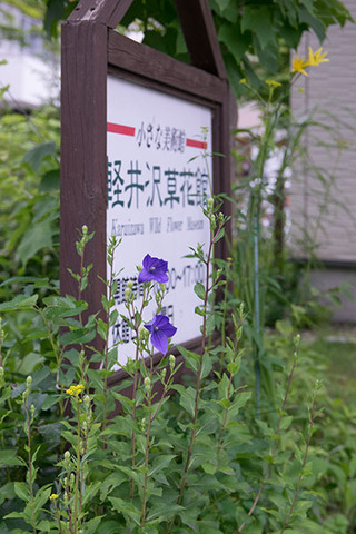 20160716kikyo.jpg