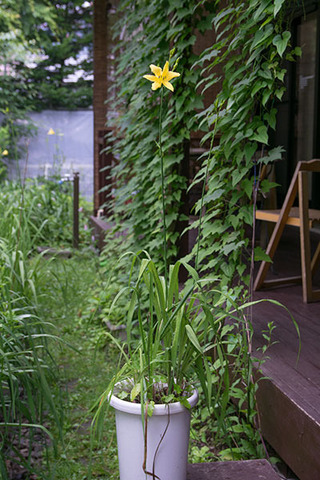 20160716yusuge_pot01_0918-0715kaika.jpg