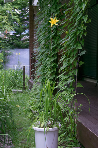 20160716yusuge_pot02_1651-0715kaika.jpg