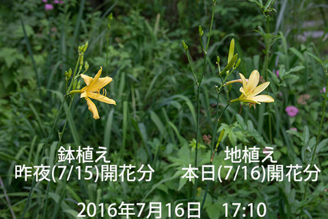 20160716yusuge_pot03_1710-0715kaika.jpg