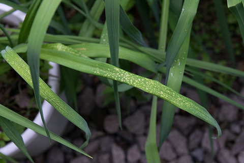 20160716yusuge_pot_leaf01.jpg