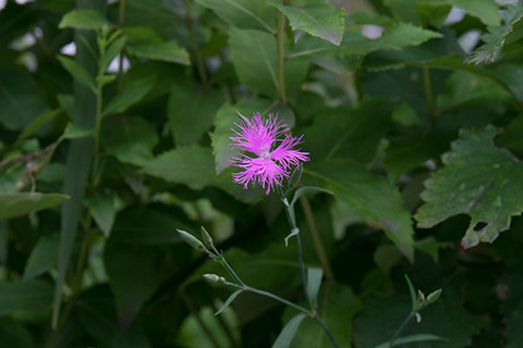 20160725ezokawaranadeshikoe01jpg.jpg