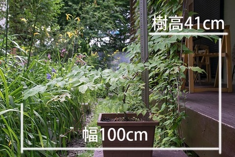 20160802inubuna_A01.jpg