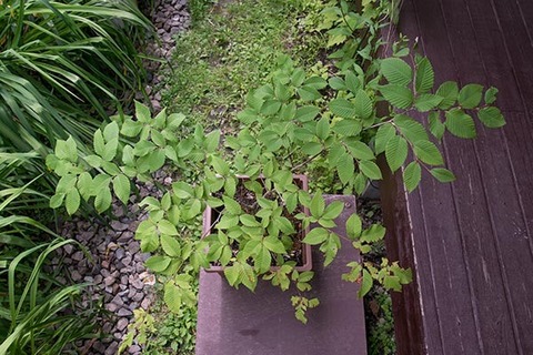 20160802inubuna_A02.jpg