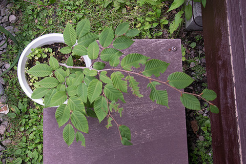 20160802inubuna_B02.jpg