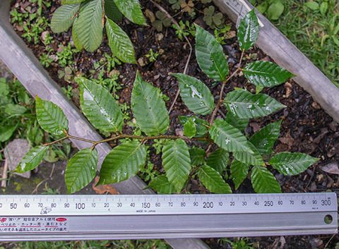 20160805banaA02.jpg