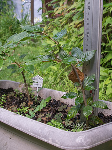 20160805banaB01.jpg