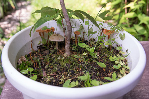 20160805inubuna_B01.jpg