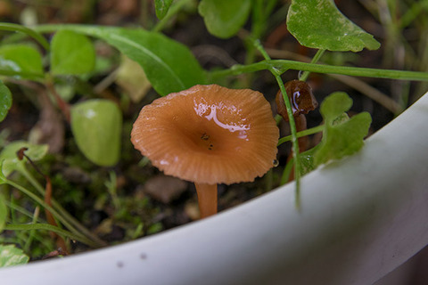 20160805inubuna_B02.jpg