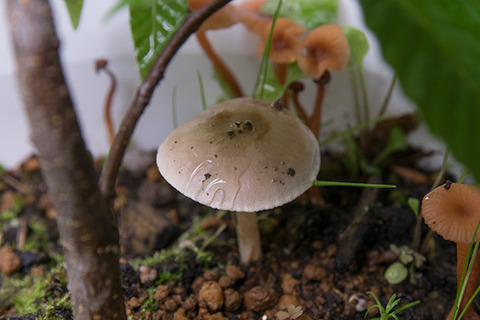 20160805inubuna_B04.jpg