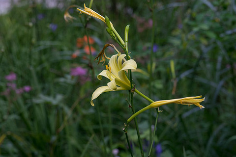 20160805yusuge02-1726.jpg