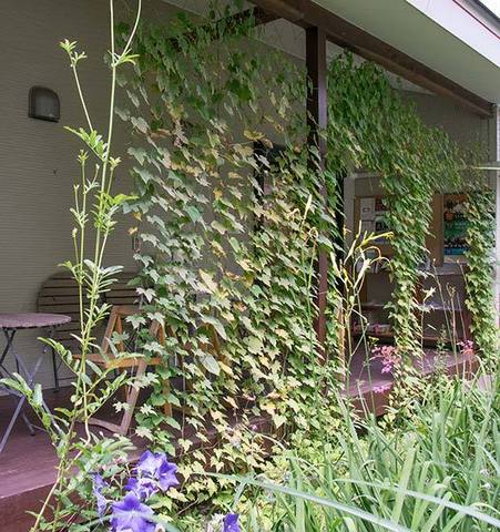 20160808midori00.jpg