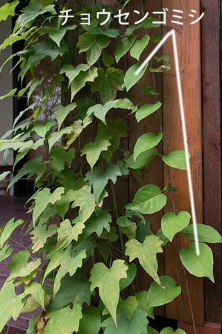 20160808midori01.jpg