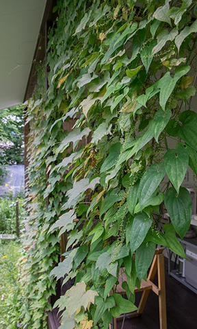 20160808midori03.jpg