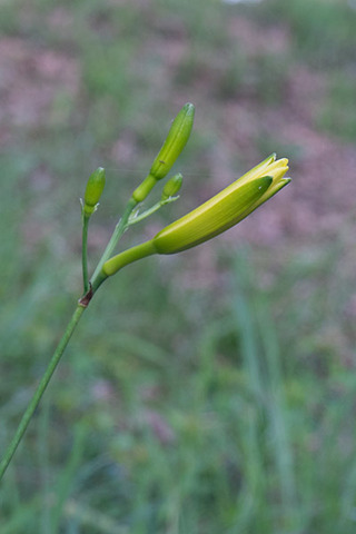 20160809yusuge02-1715.jpg